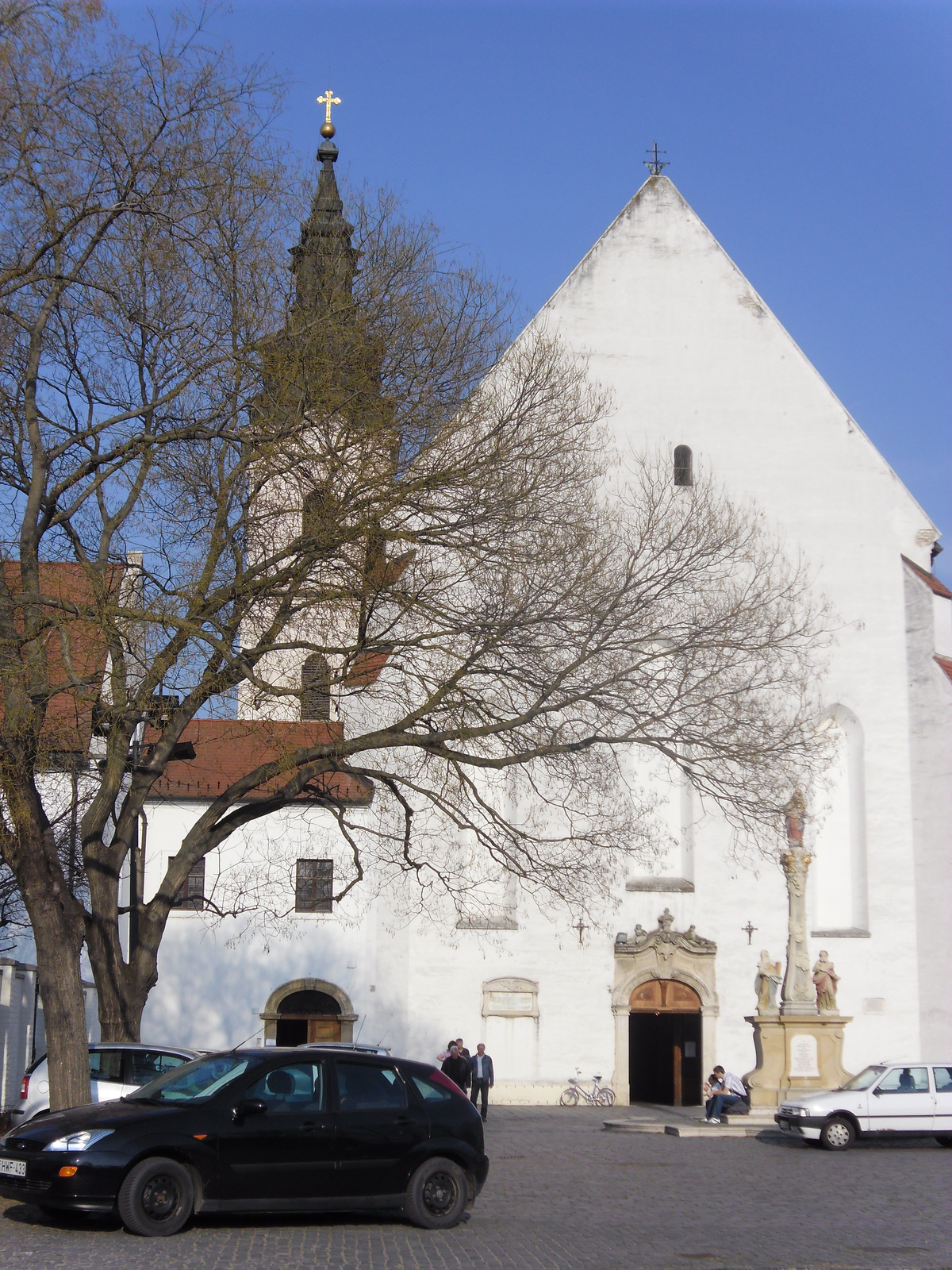 Szeged tulipán fa 035