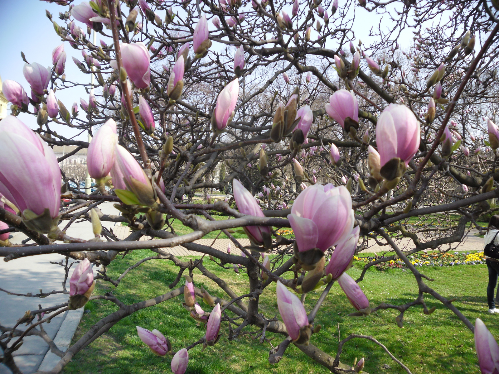 Szeged tulipán fa 049