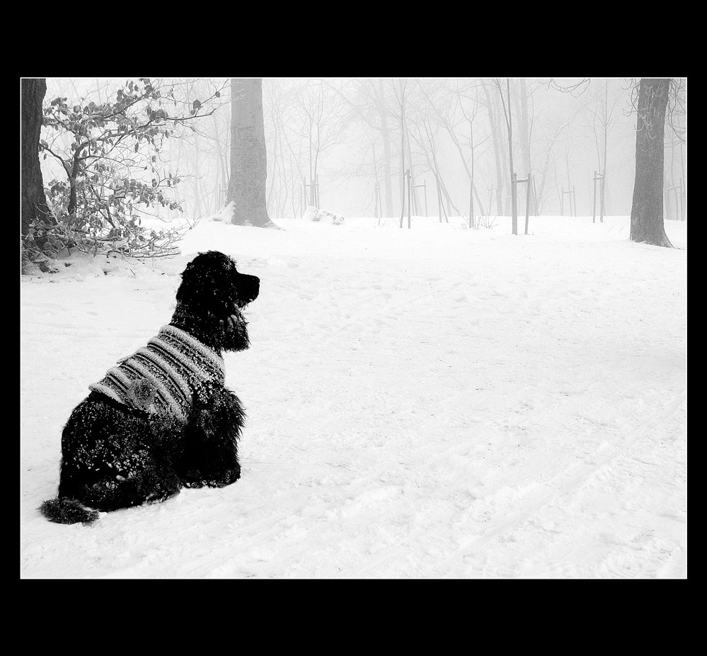 Fekete kutyámat belepi a tél,,,