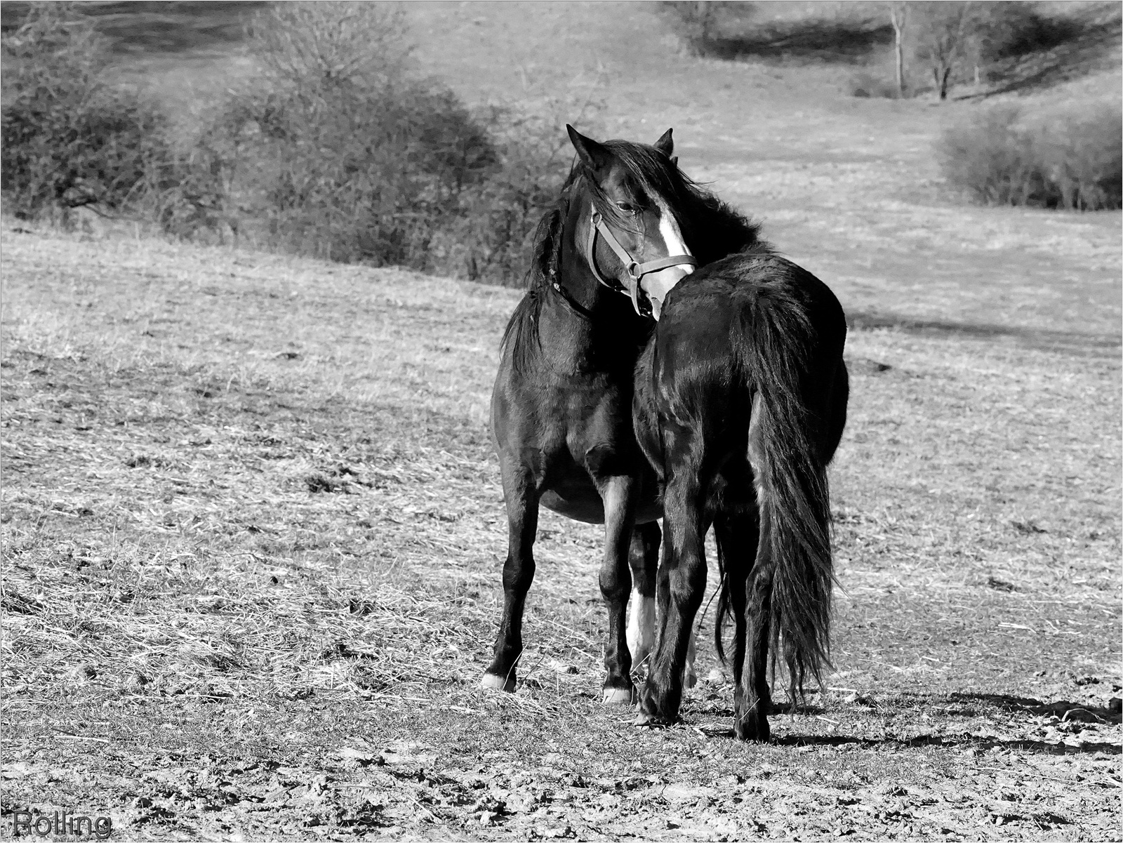 Horse love,,,