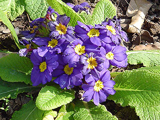 primula polyantha