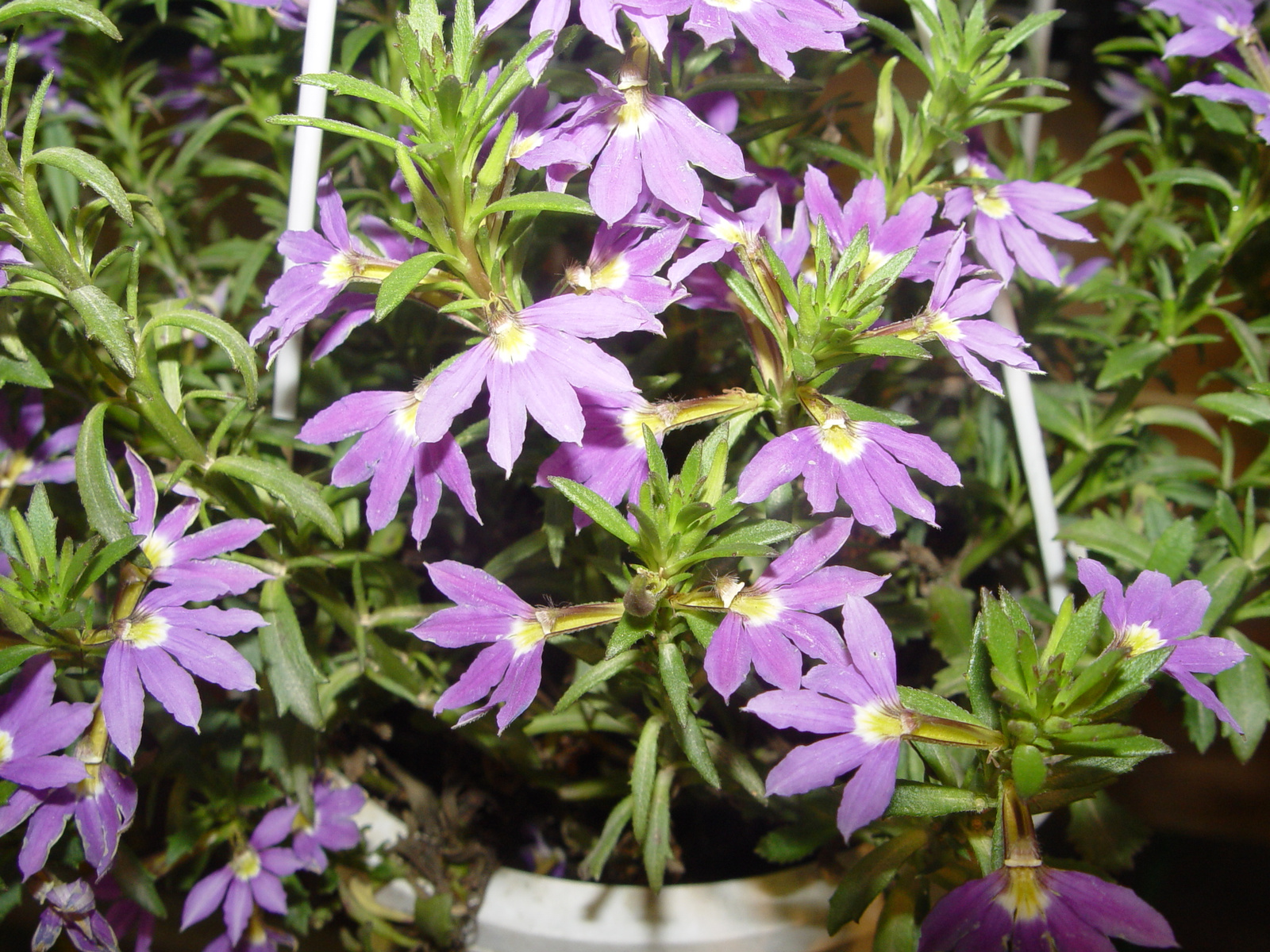 Lobelia erinus-2