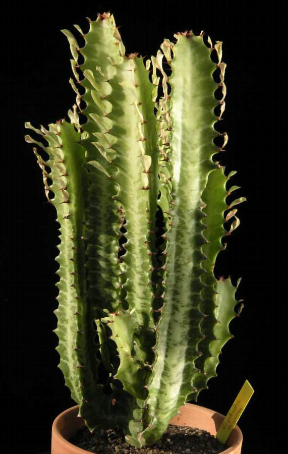 Euphorbia trigona