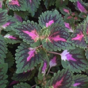 coleus blumeiHybrid2004