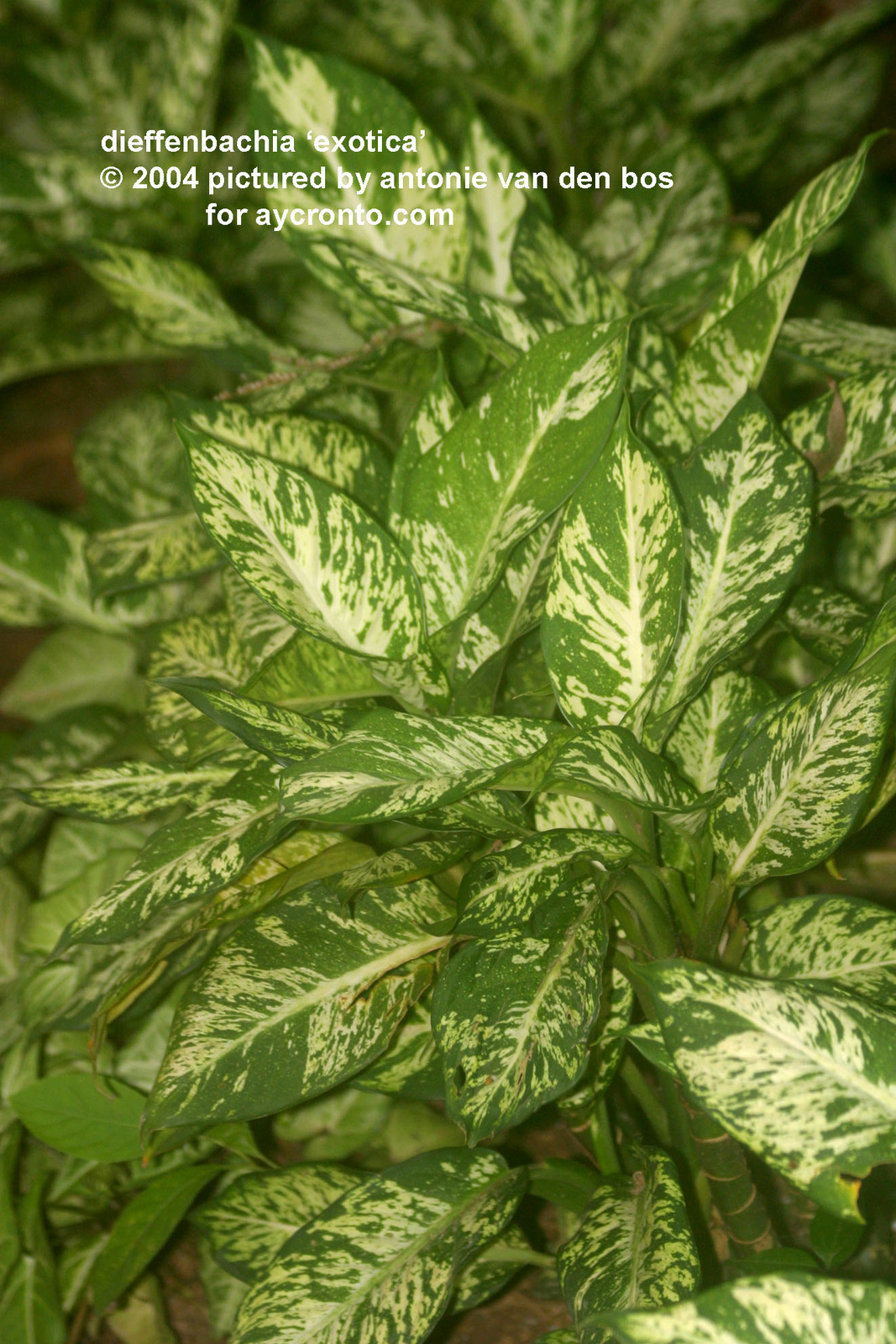 dieffenbachia 'exotica'