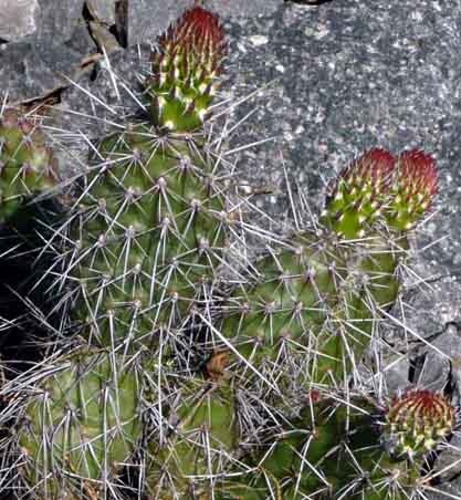 Opuntia  polyacantha var. ursina