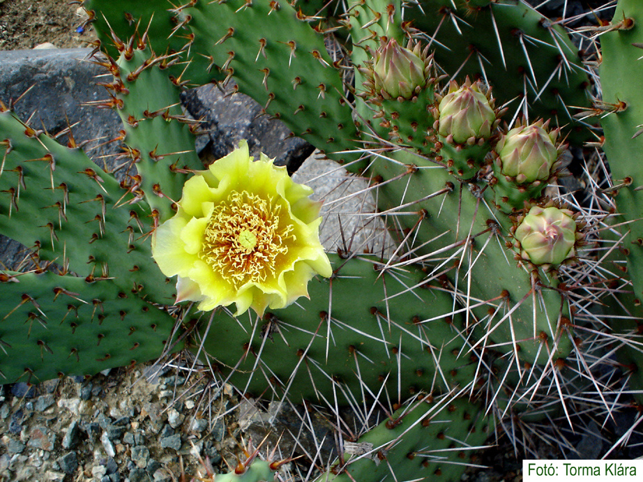 Opuntia phaeacantha