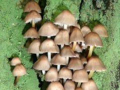 Cifra kígyógomba - Mycena inclinata