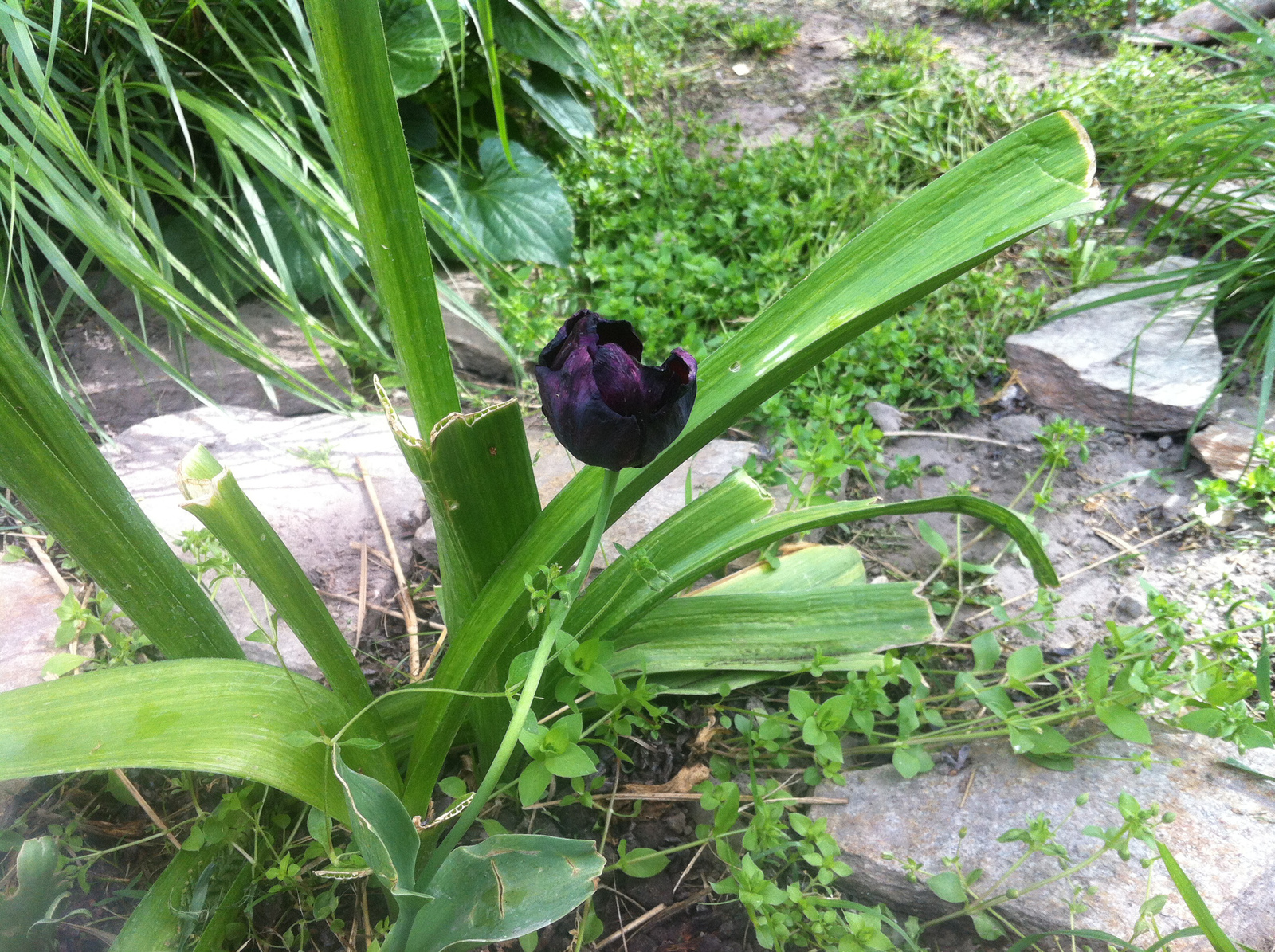 fekete ? tulipán....:)