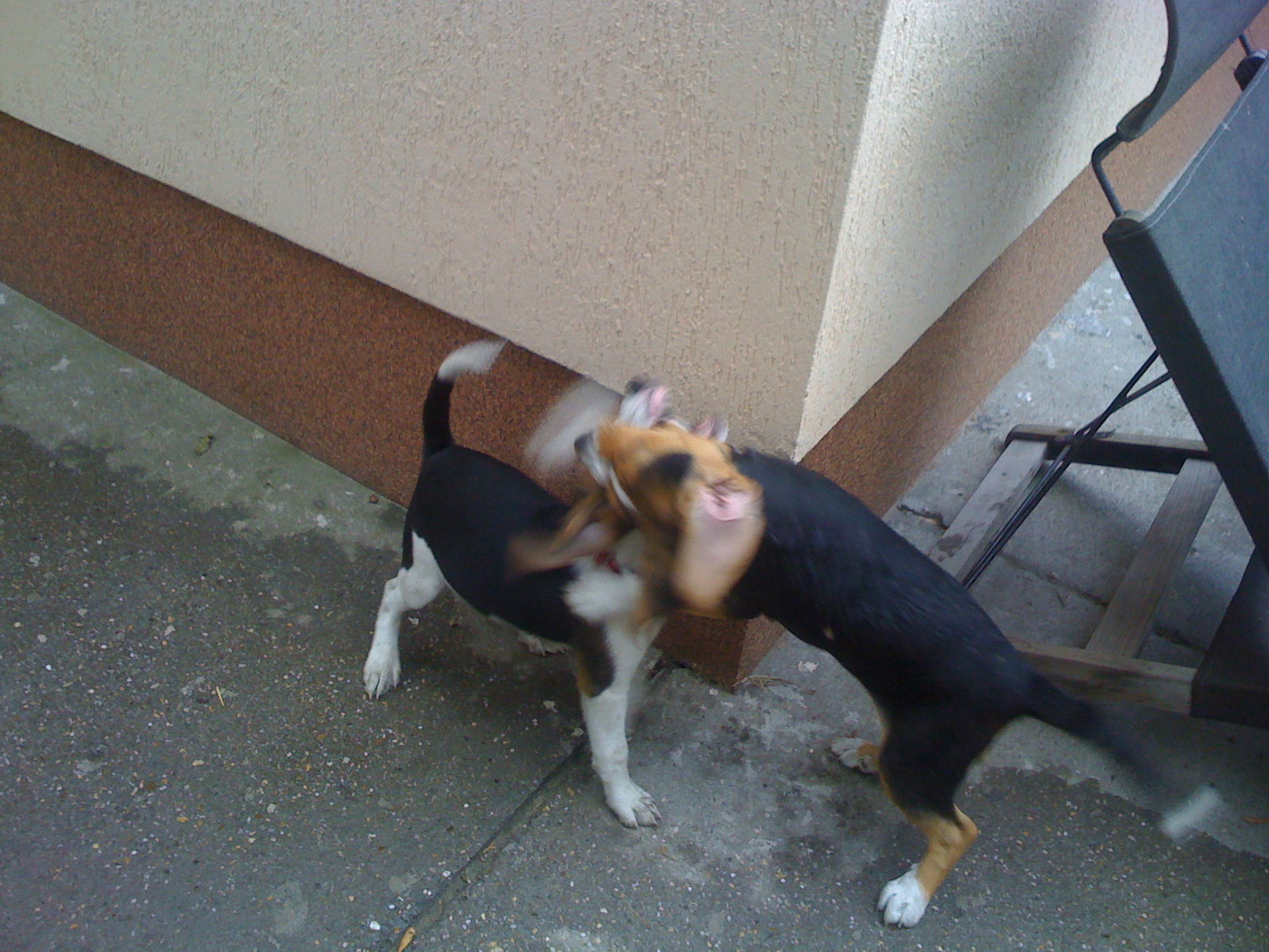 játék beagle