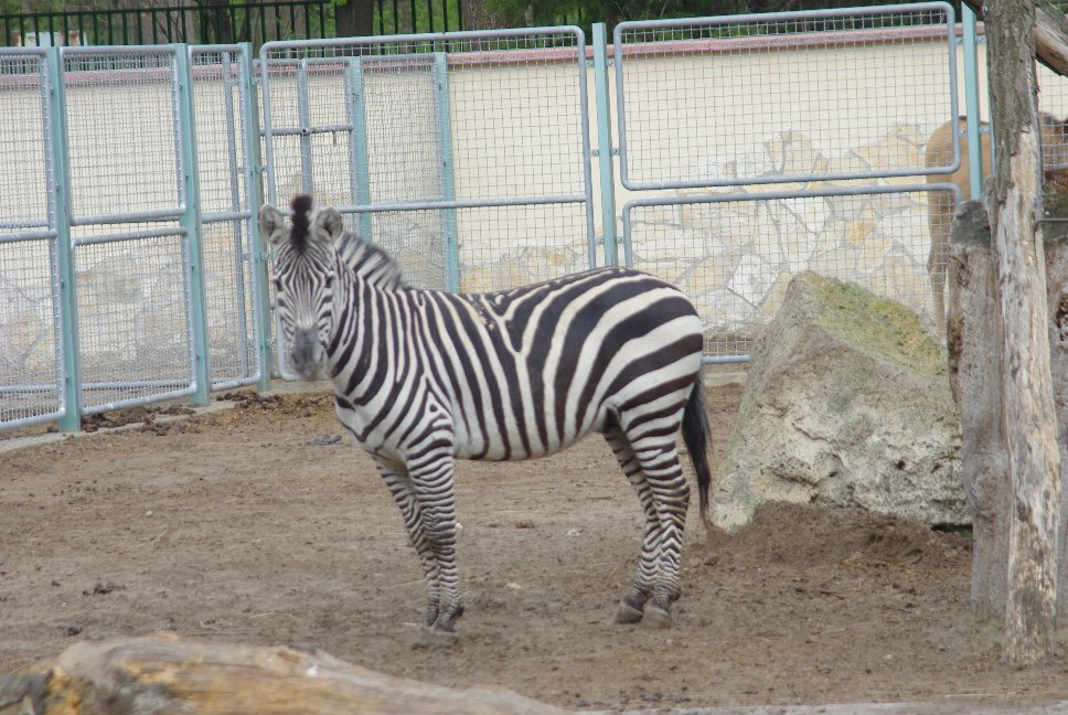 zebra IMGP7202