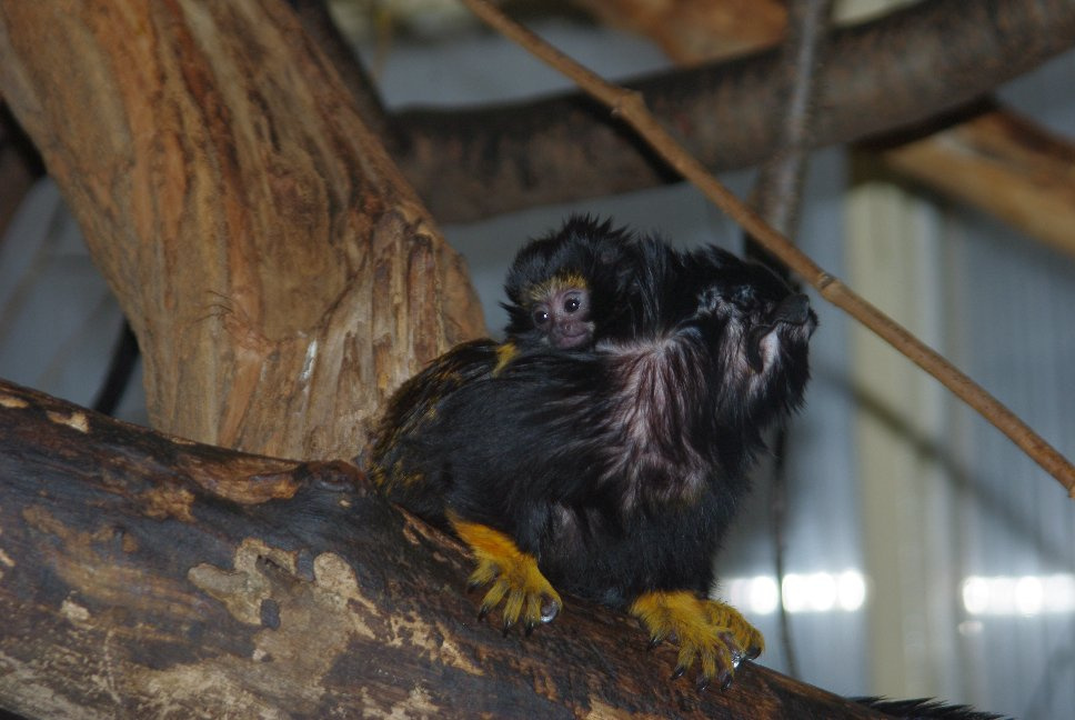 aranykezu tamarin IMGP7255