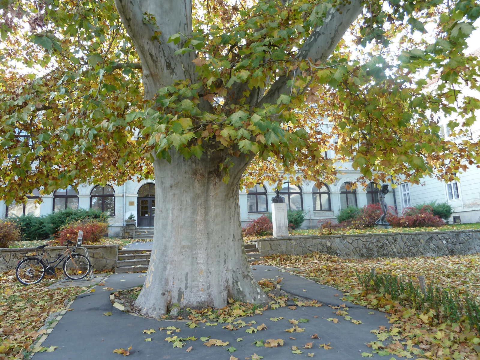 Öreg fa a Göcseji Múzeum előtt Zalaegerszeg