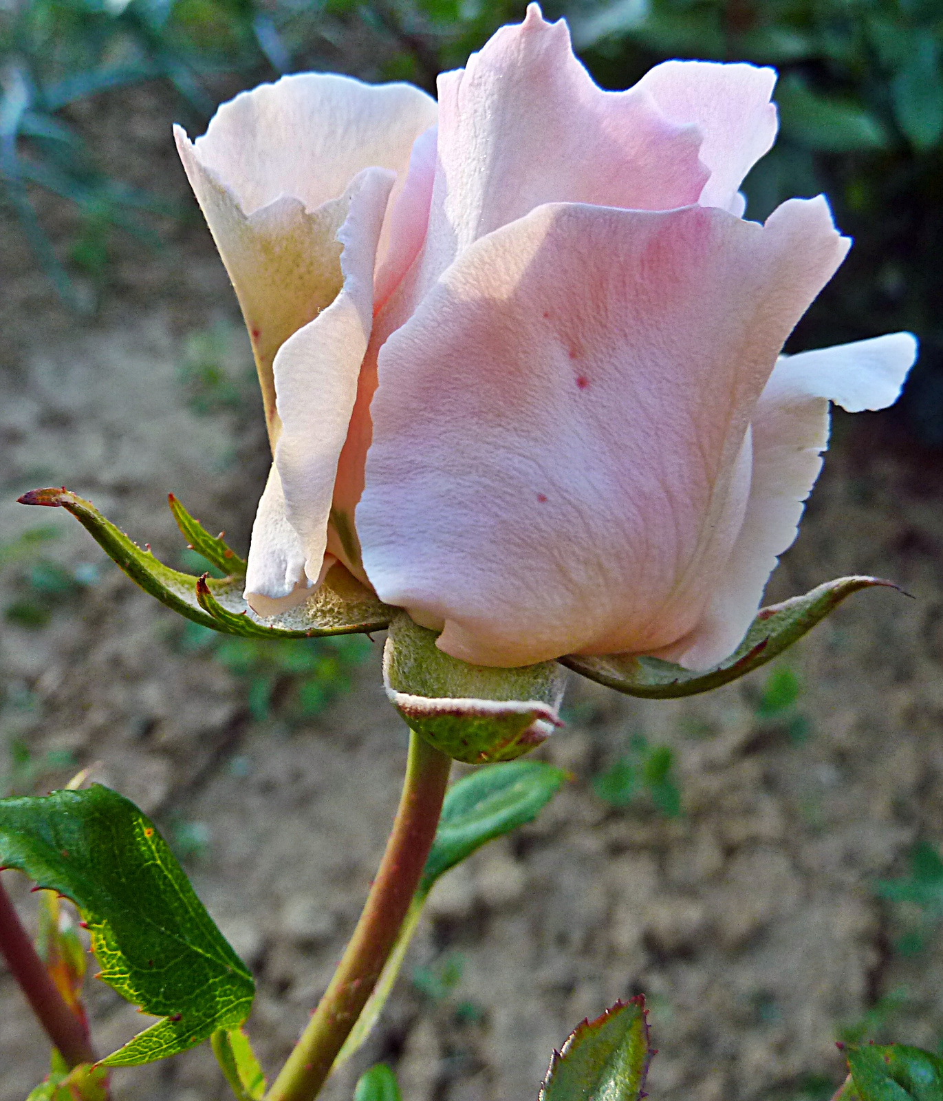 P1110861 rózsa