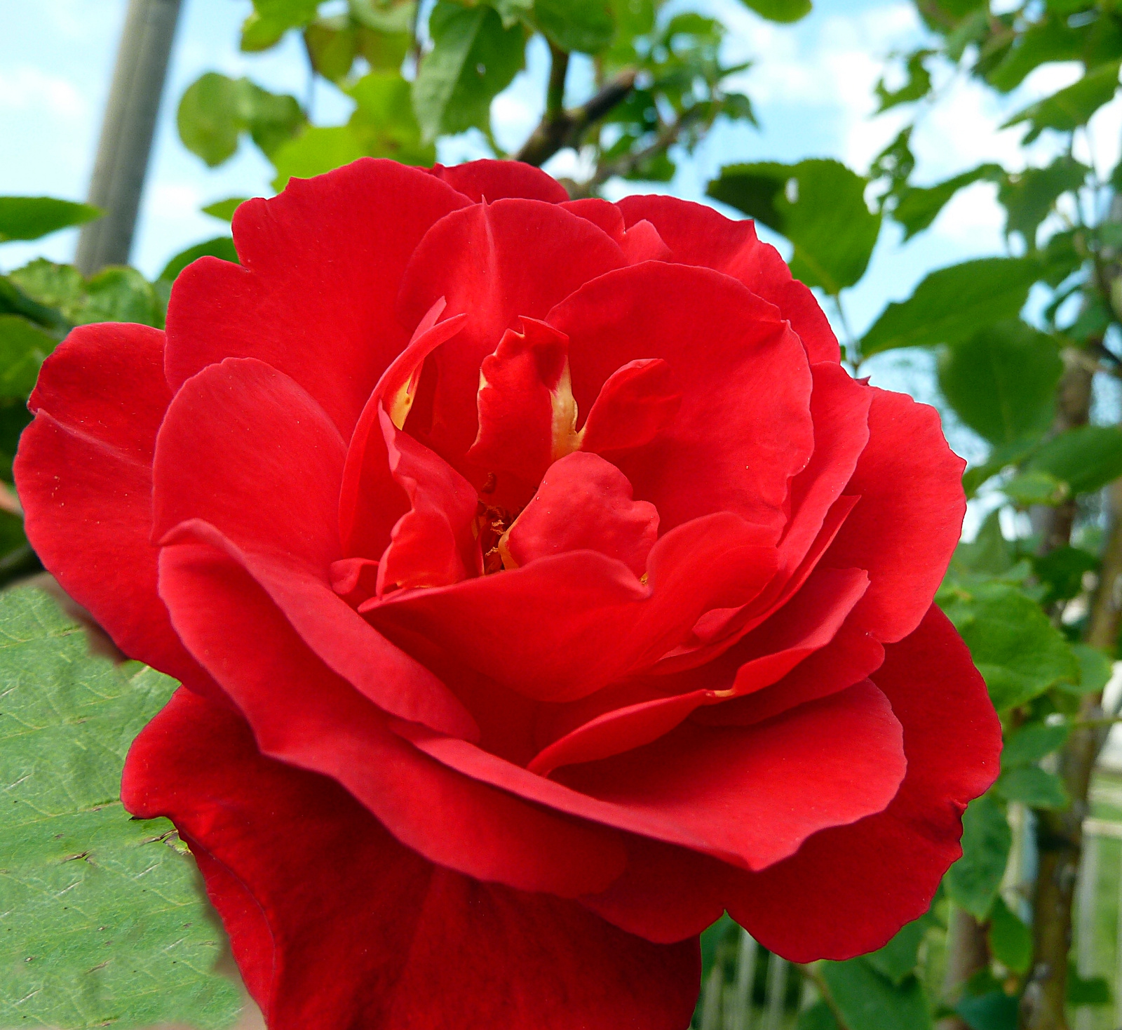 P1120116 rózsa