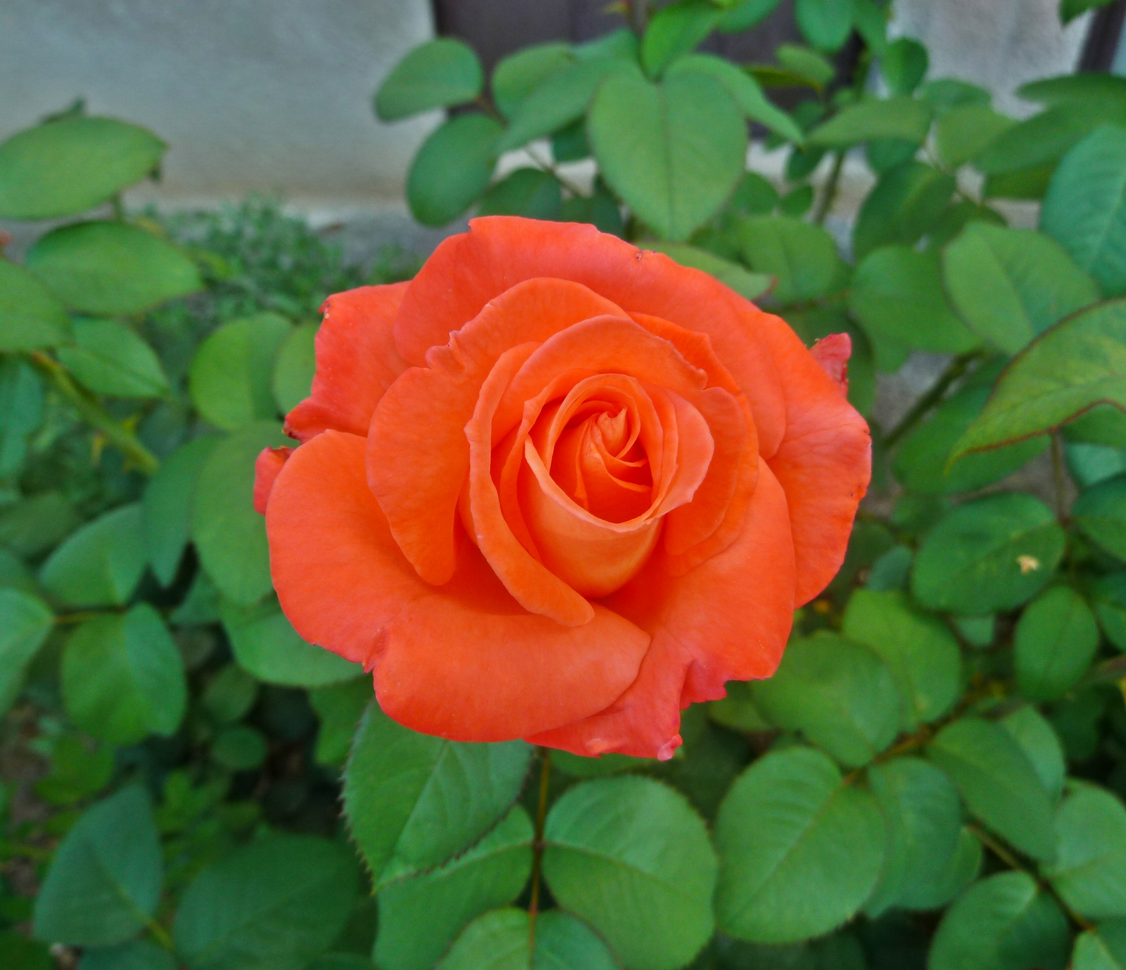 P1130649 rózsa
