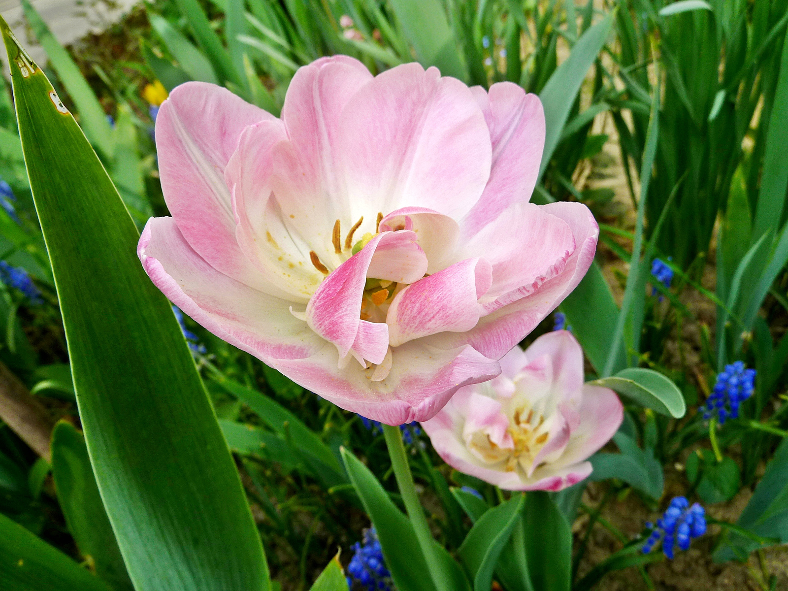 P1290582 tulipán