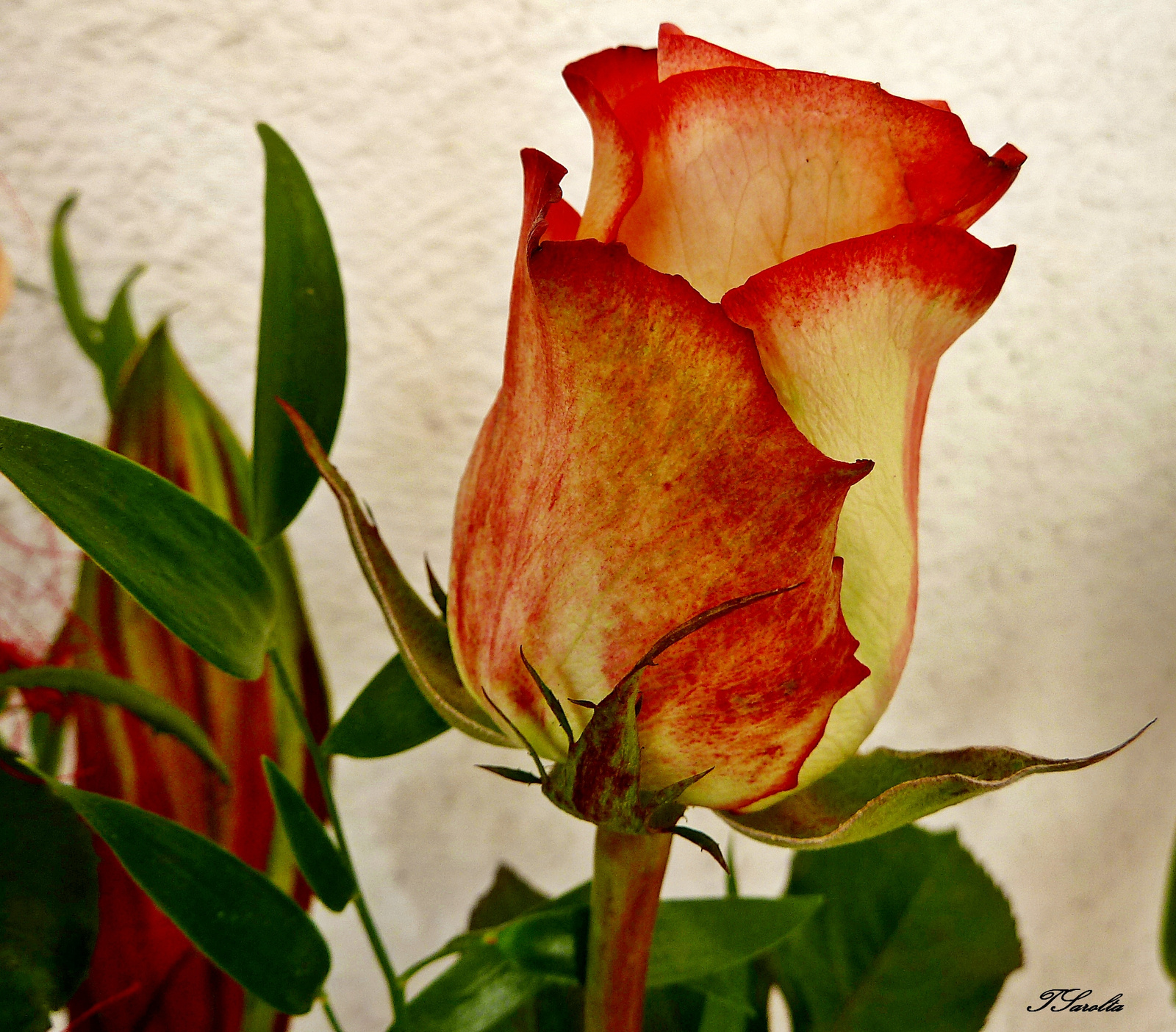 P1330029 rózsa