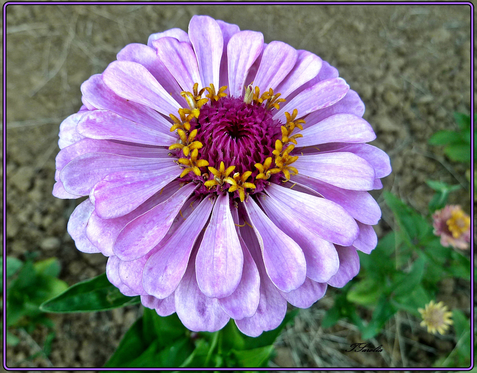 P1320922 lila szépség