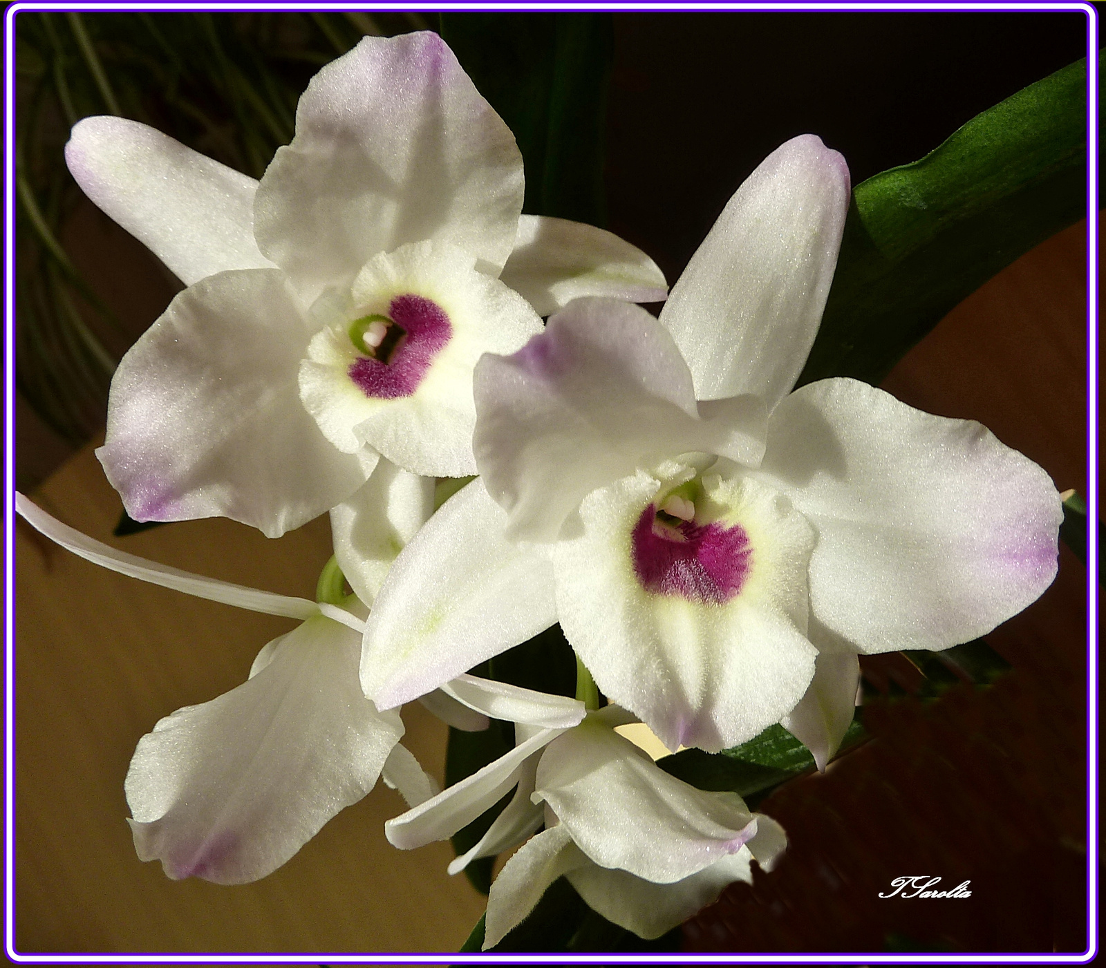 P1330129 orhidea