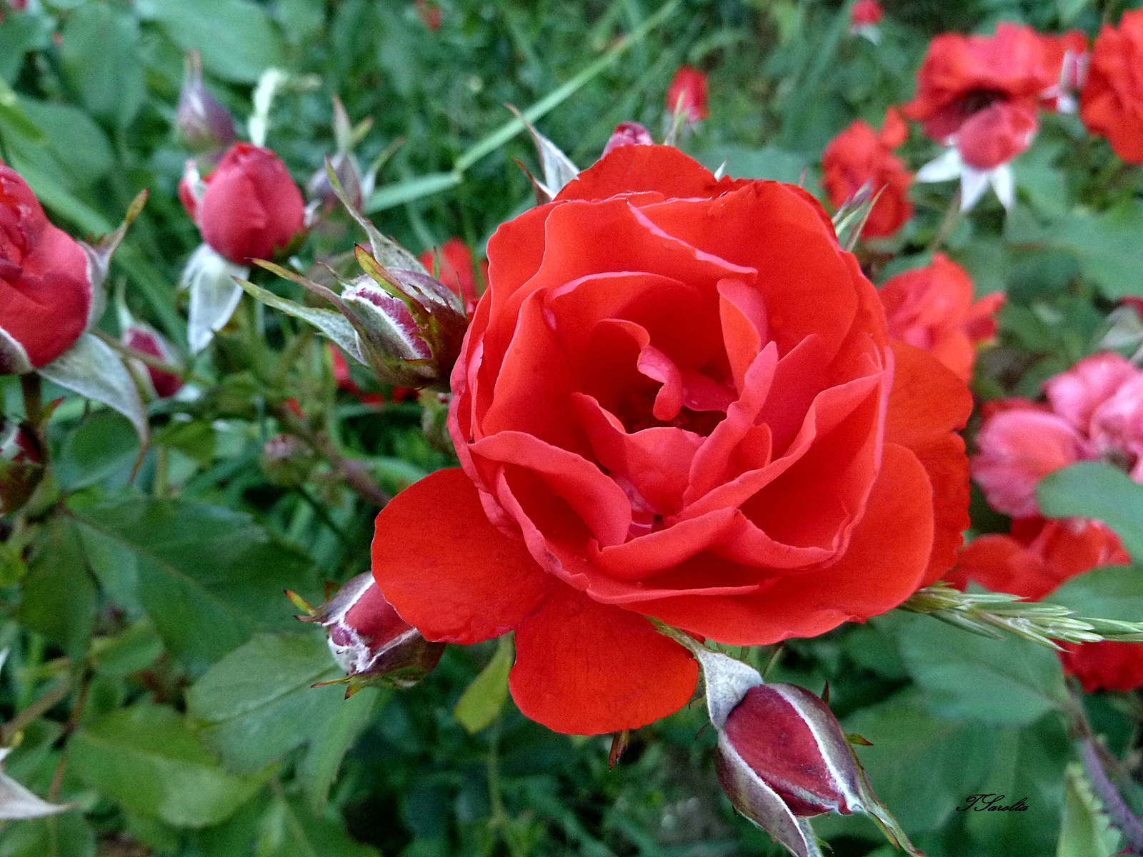 P1320724 rózsa