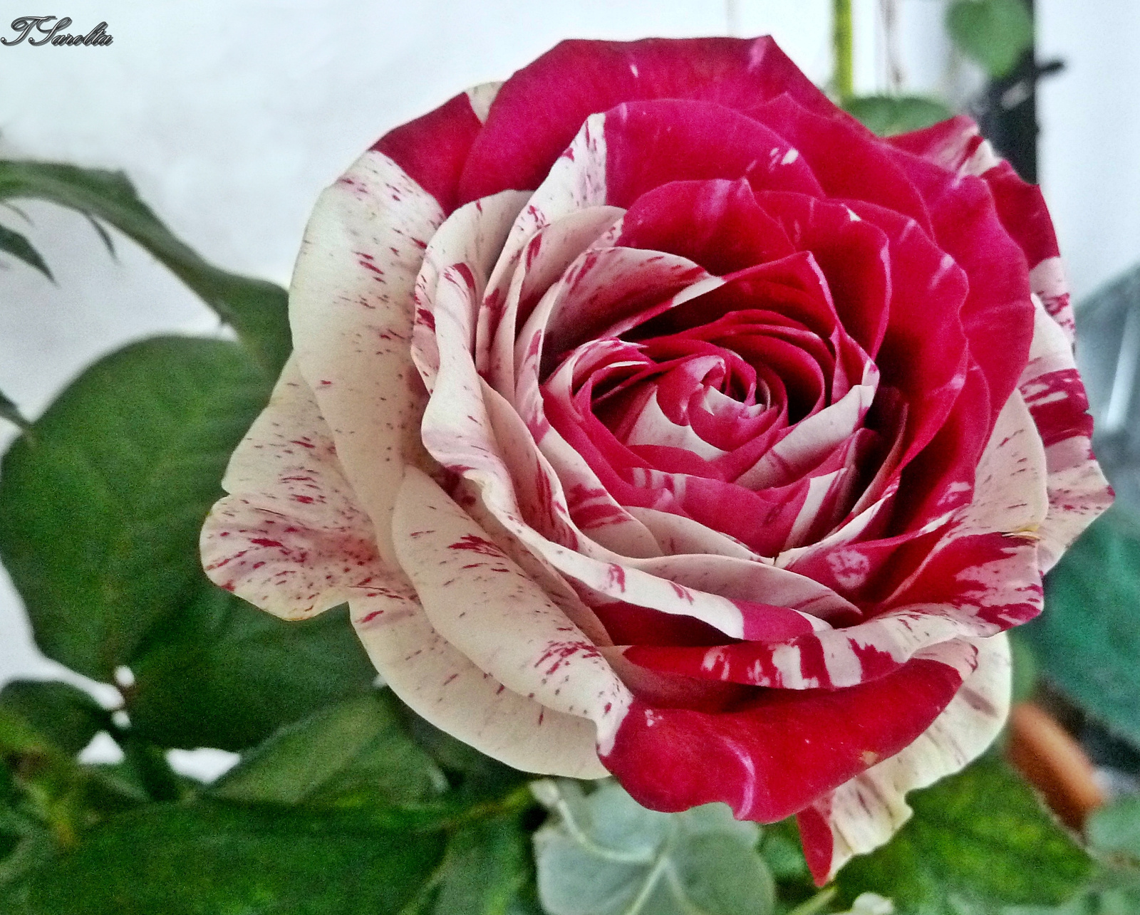 P1430885 rózsa