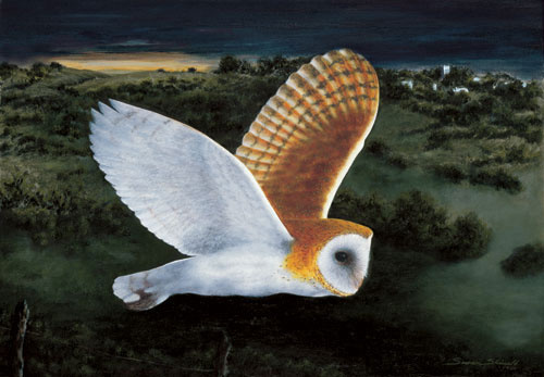 Barn owl in moonlight (Susan Shimeld)