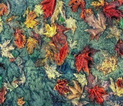 Fall is here (Micha67, flickr)