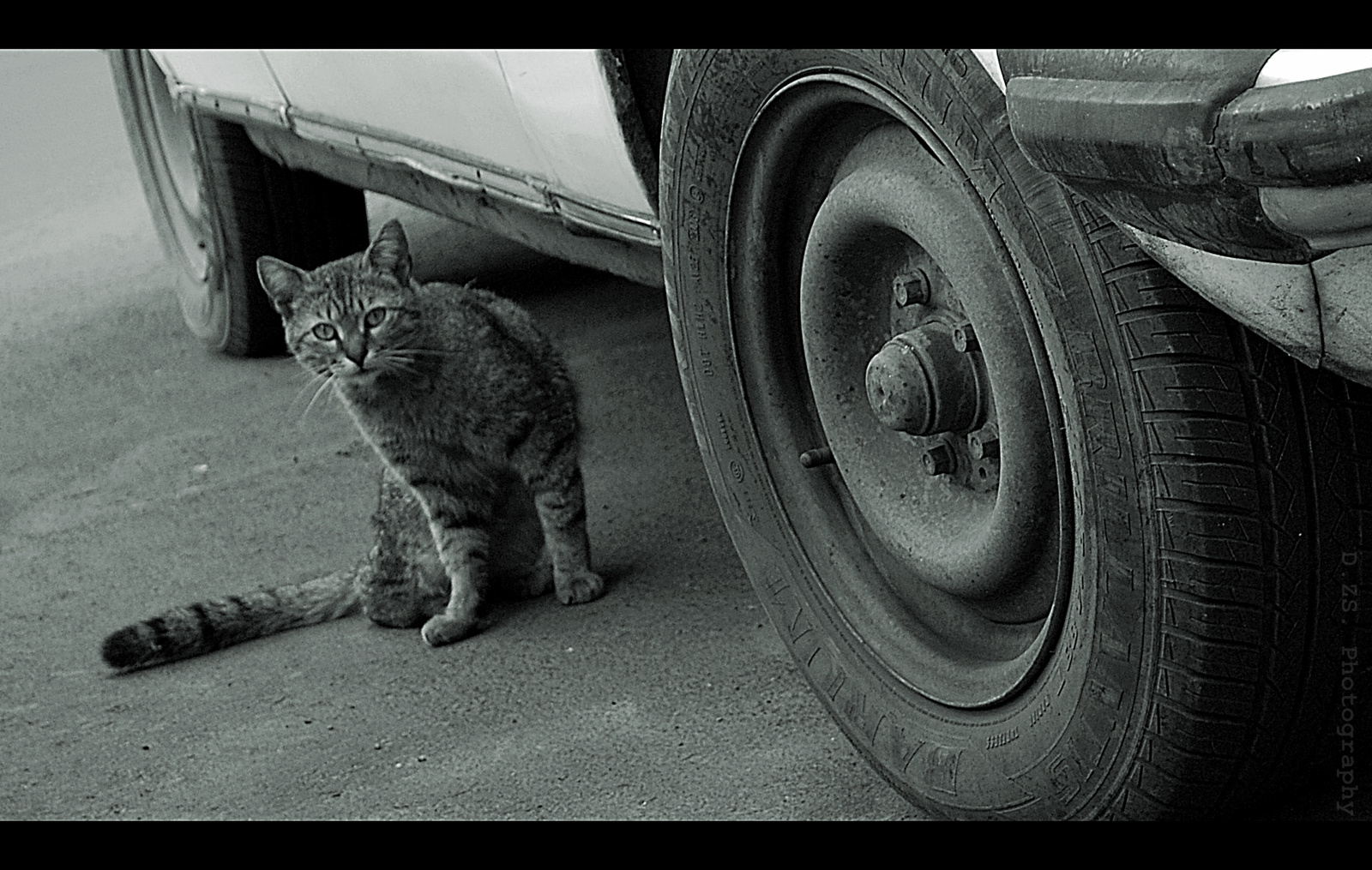 Rosszéletű macskák - Az autótolvaj