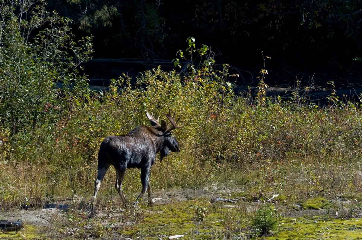 Jávorszarvas, valahol útközben a North Thompson River mellett