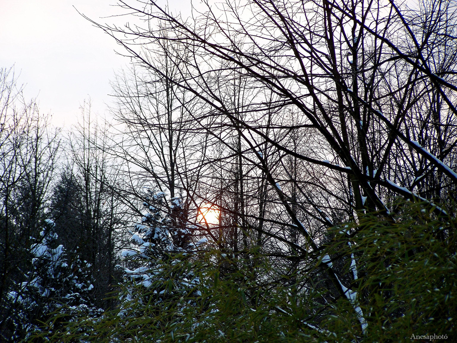 Arborétumi naplemente