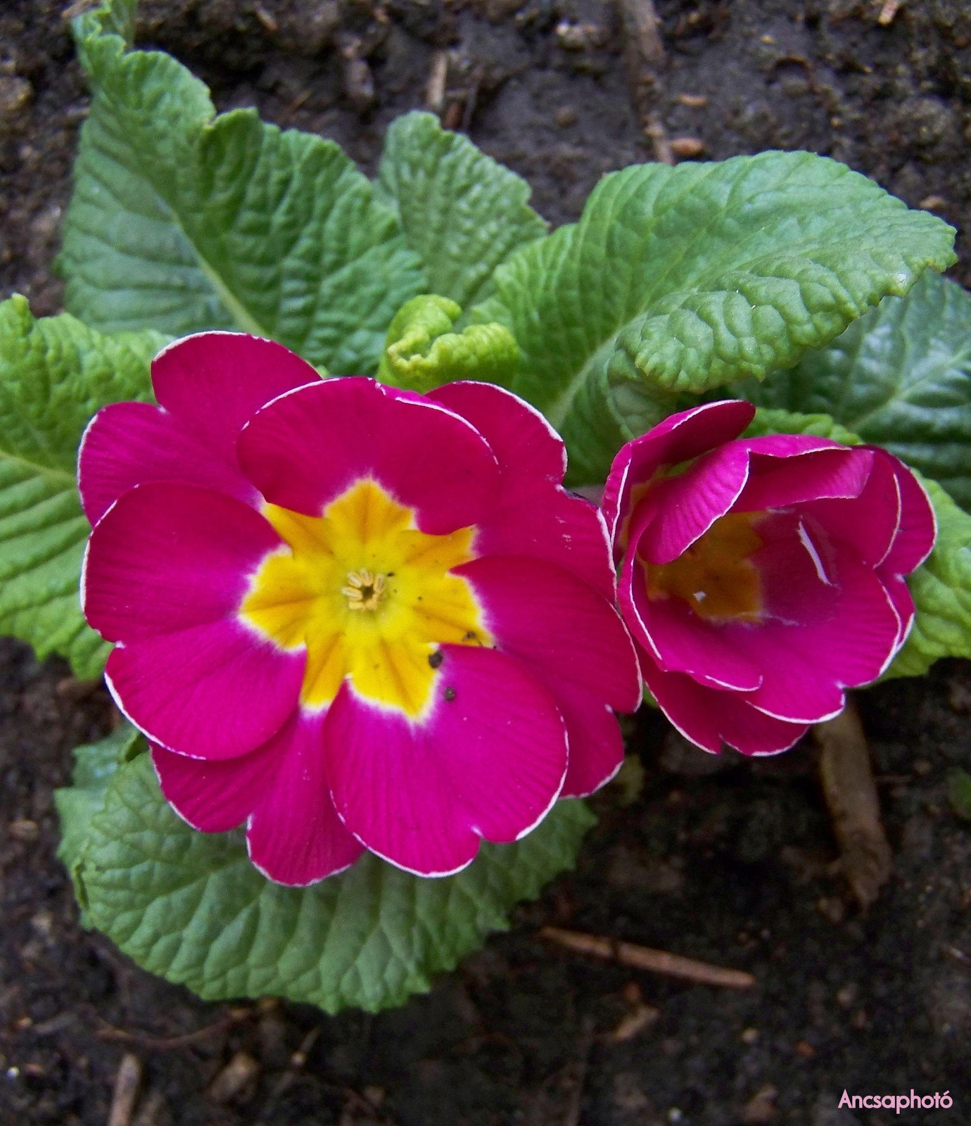 Rózsaszín Primula