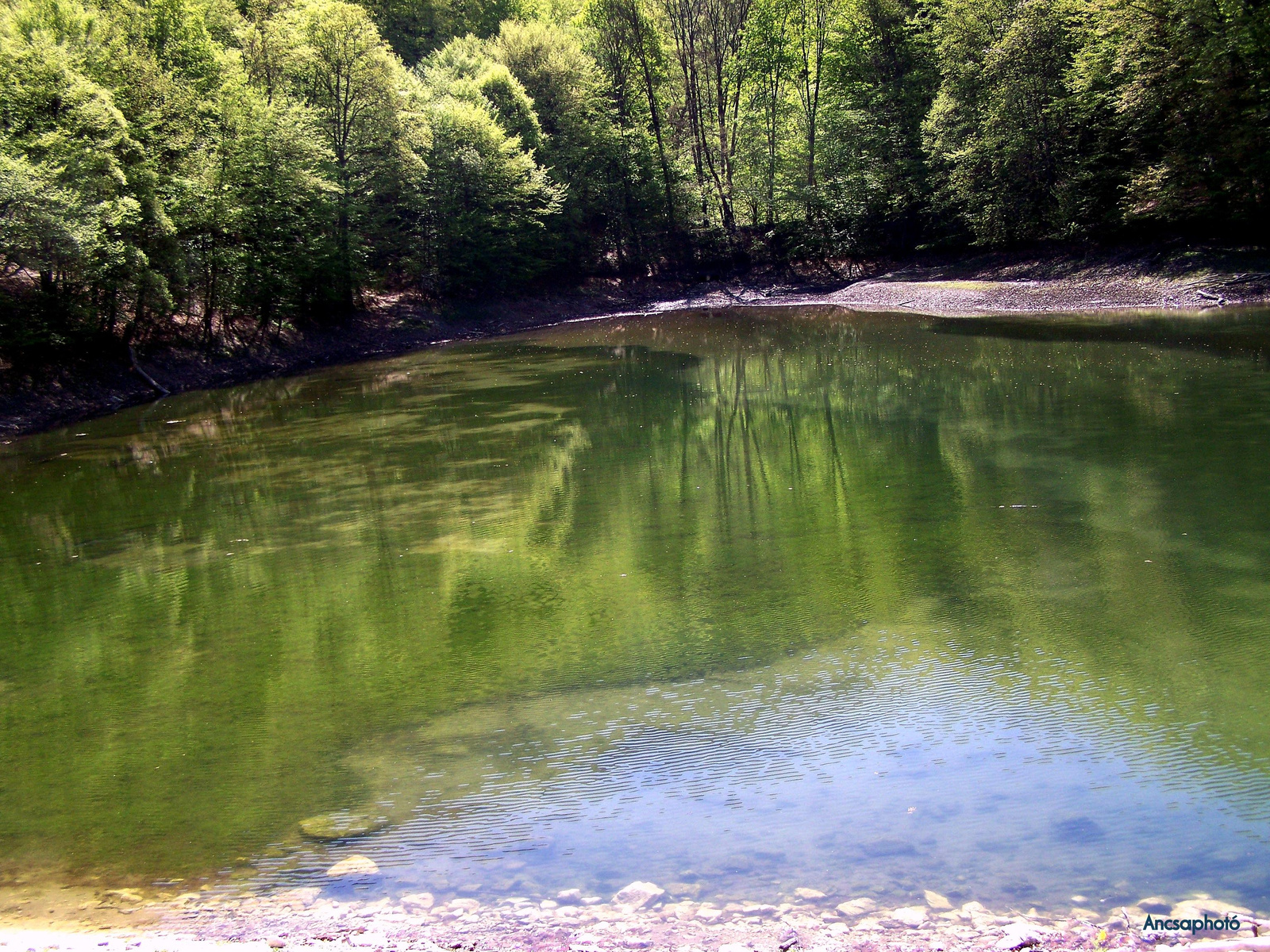 Tükör