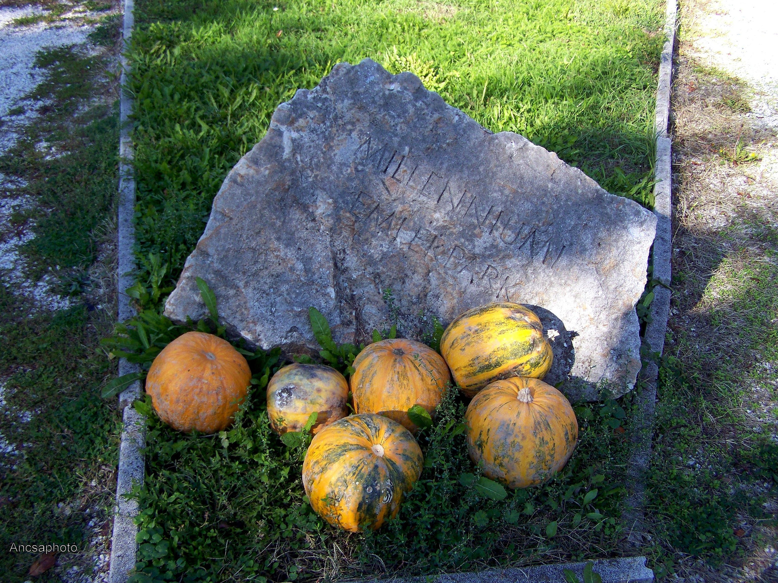 Tökök Hallowenra