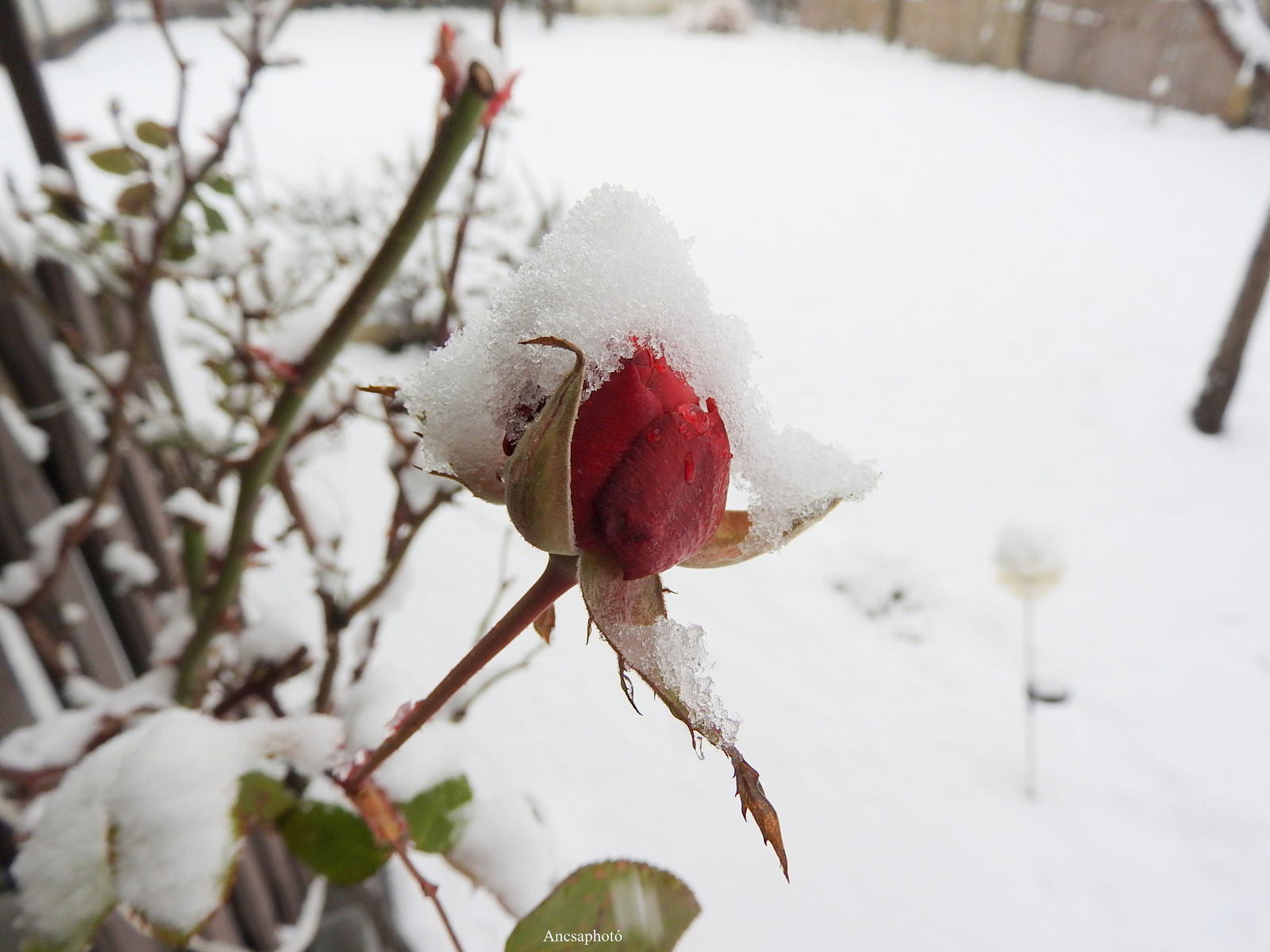 Januári havas rózsa