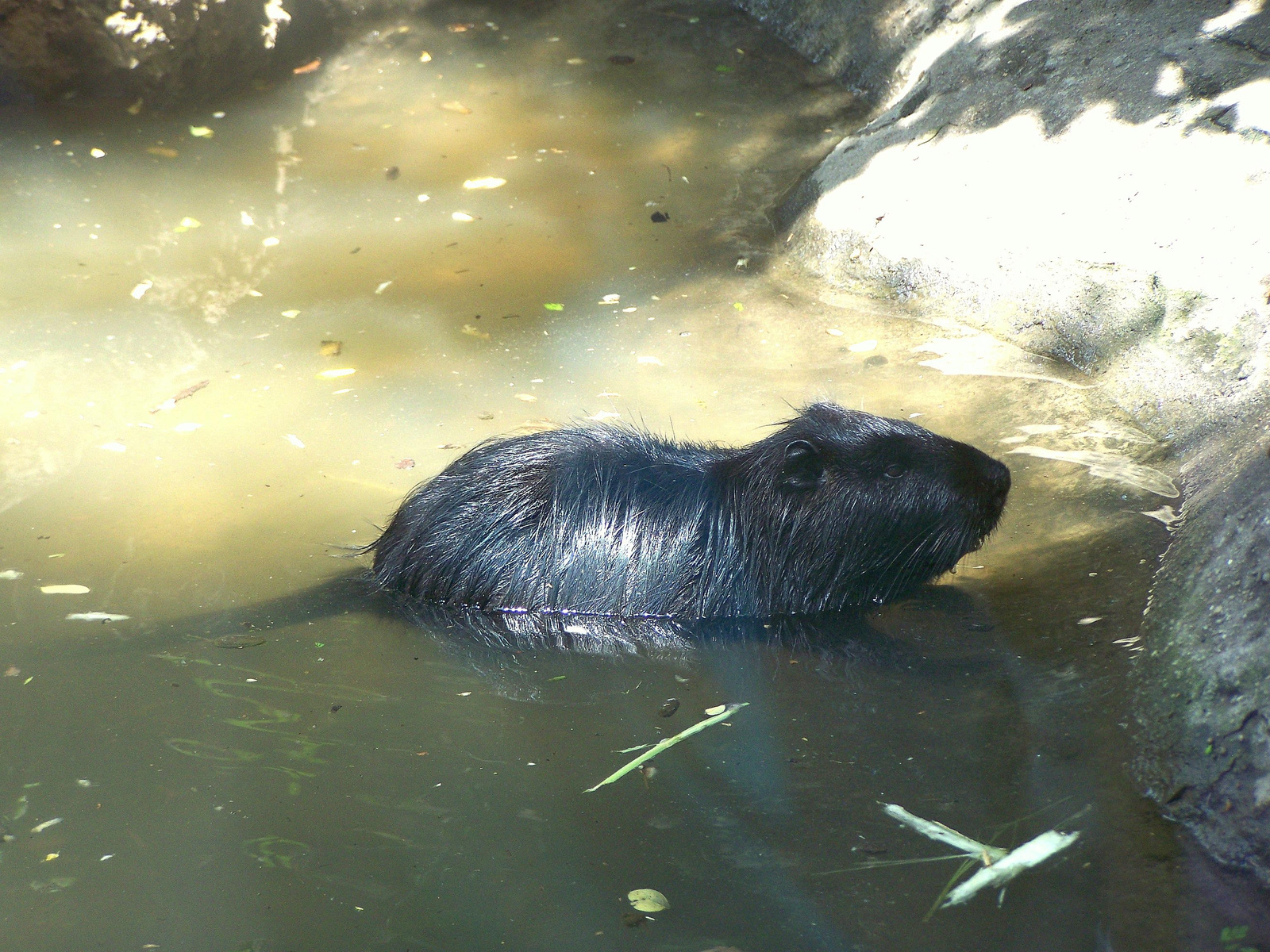 Nutria