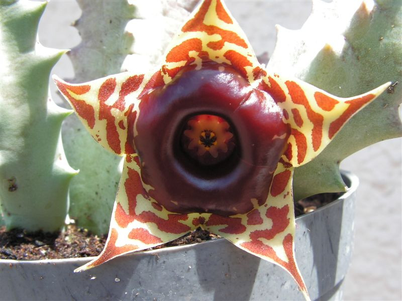 Huernia zebrina ssp. insigniflora