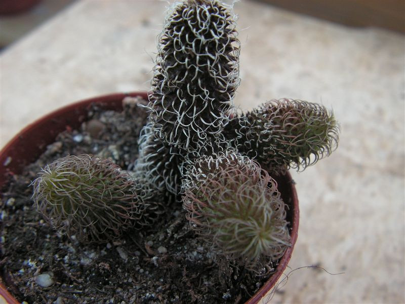 Stapelianthus pilosus