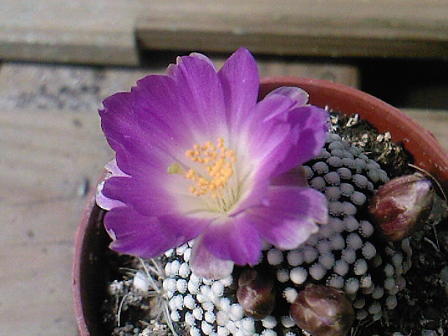 Mammillaria luethyi