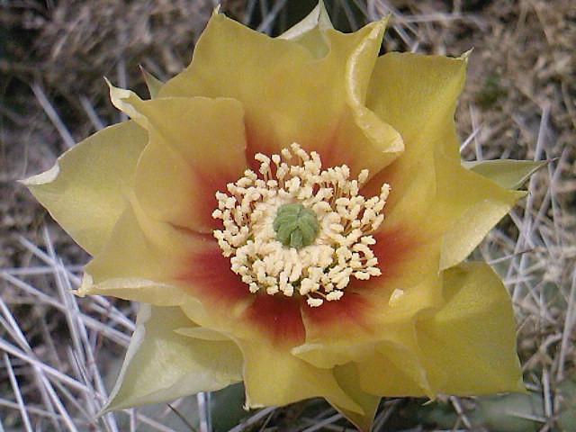 Opuntia sp.