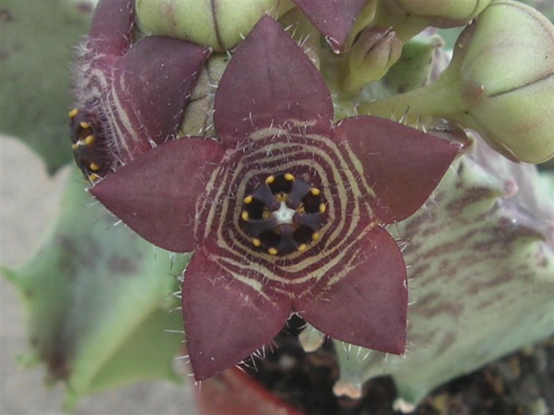 Caralluma europaea