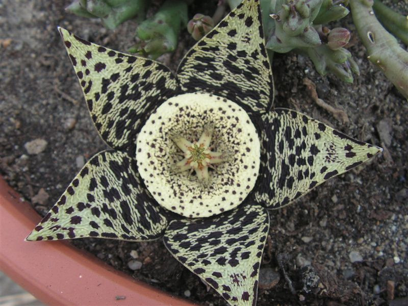 Orbea variegeata