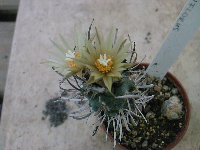 Turbinicarpus flaviflorus