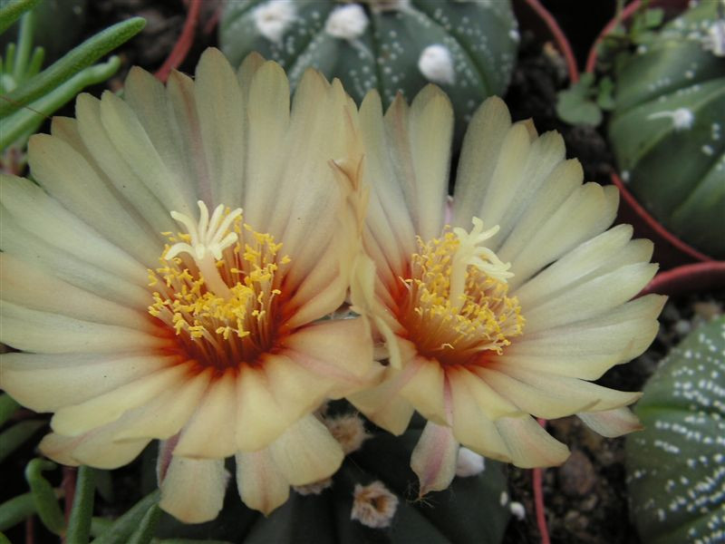 Astrophytum asterias hibrid