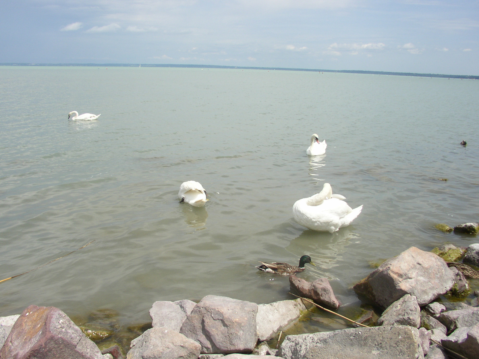 Siófok 2012 06 027