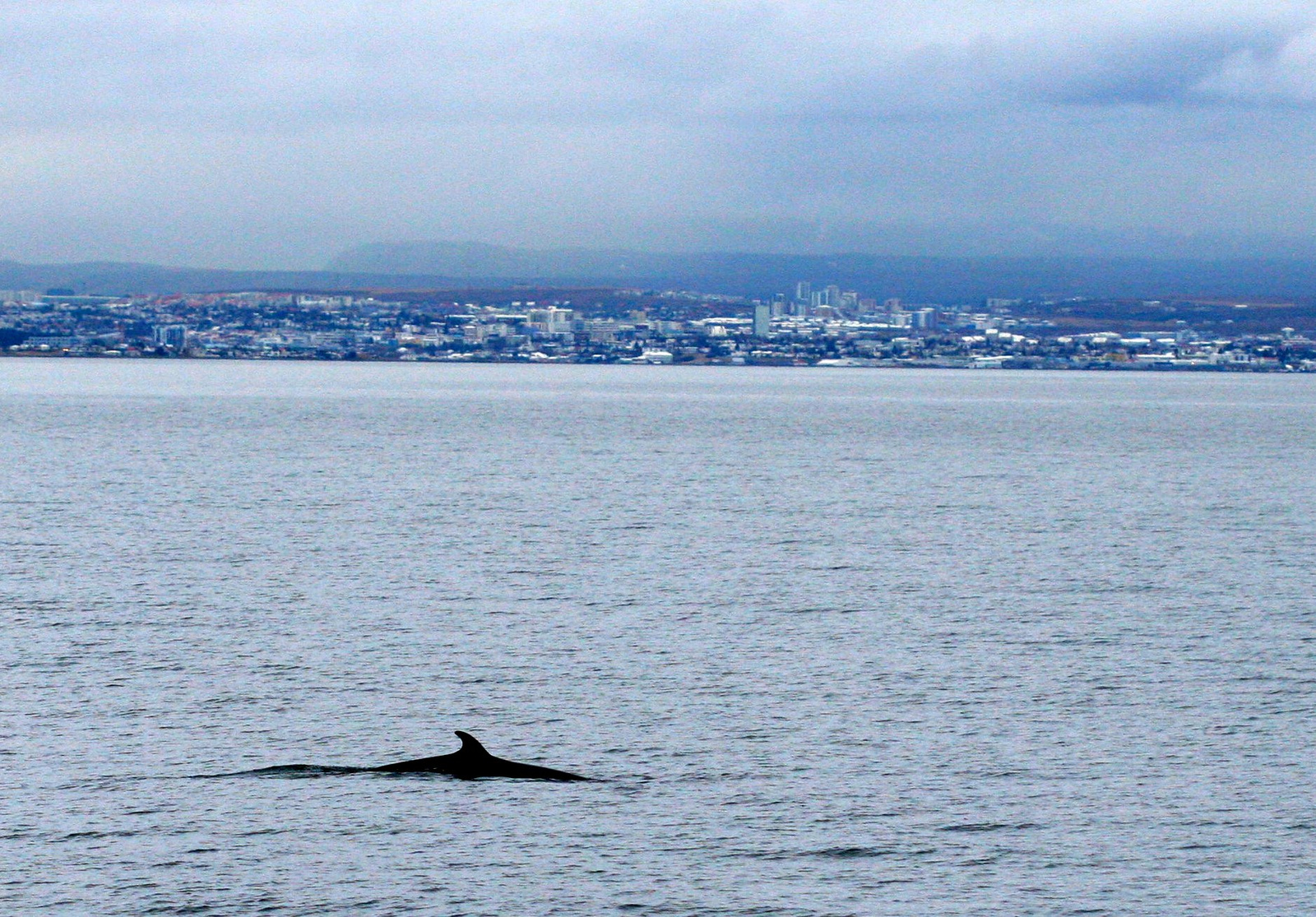 bálnales, Reykjavík