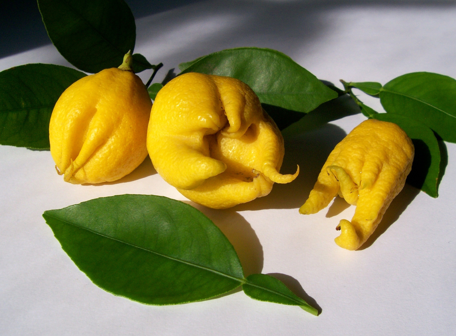 Érdekes citromok