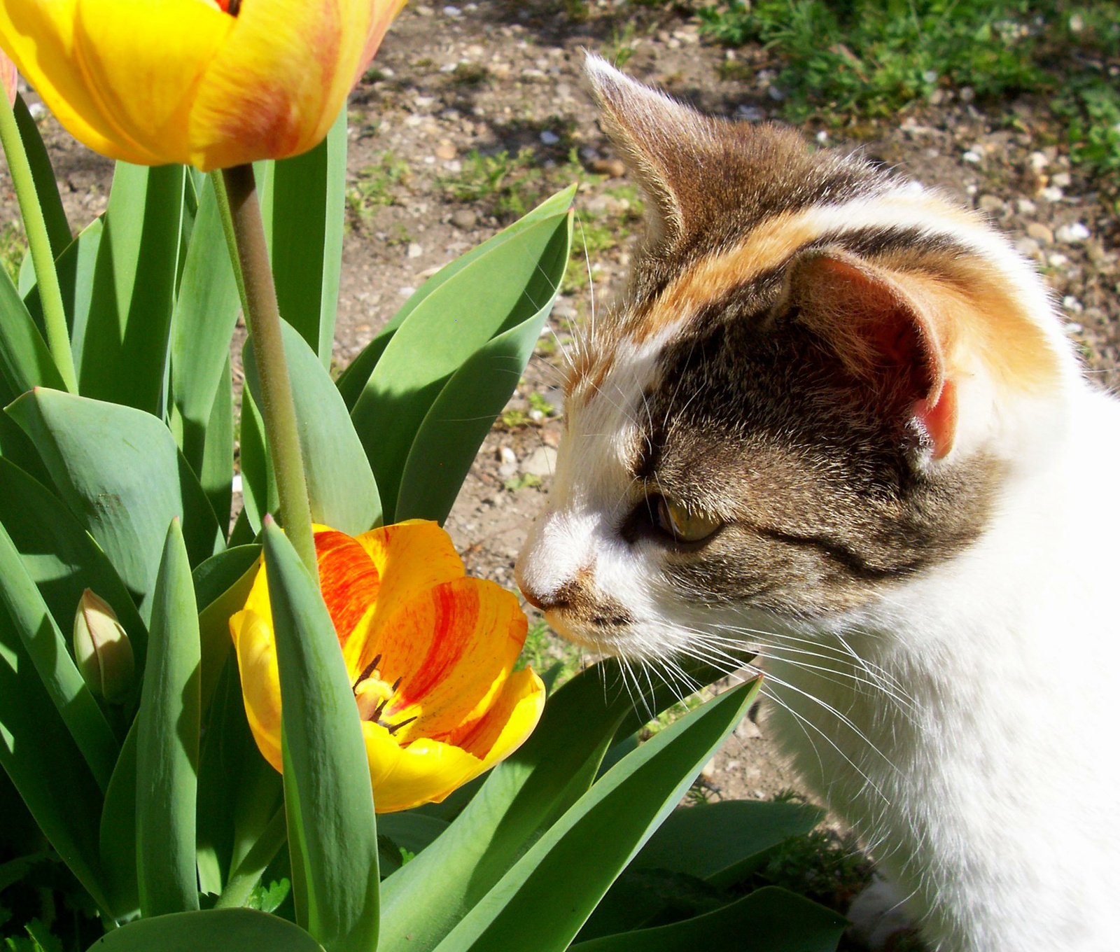 Pamacska és a tulipán
