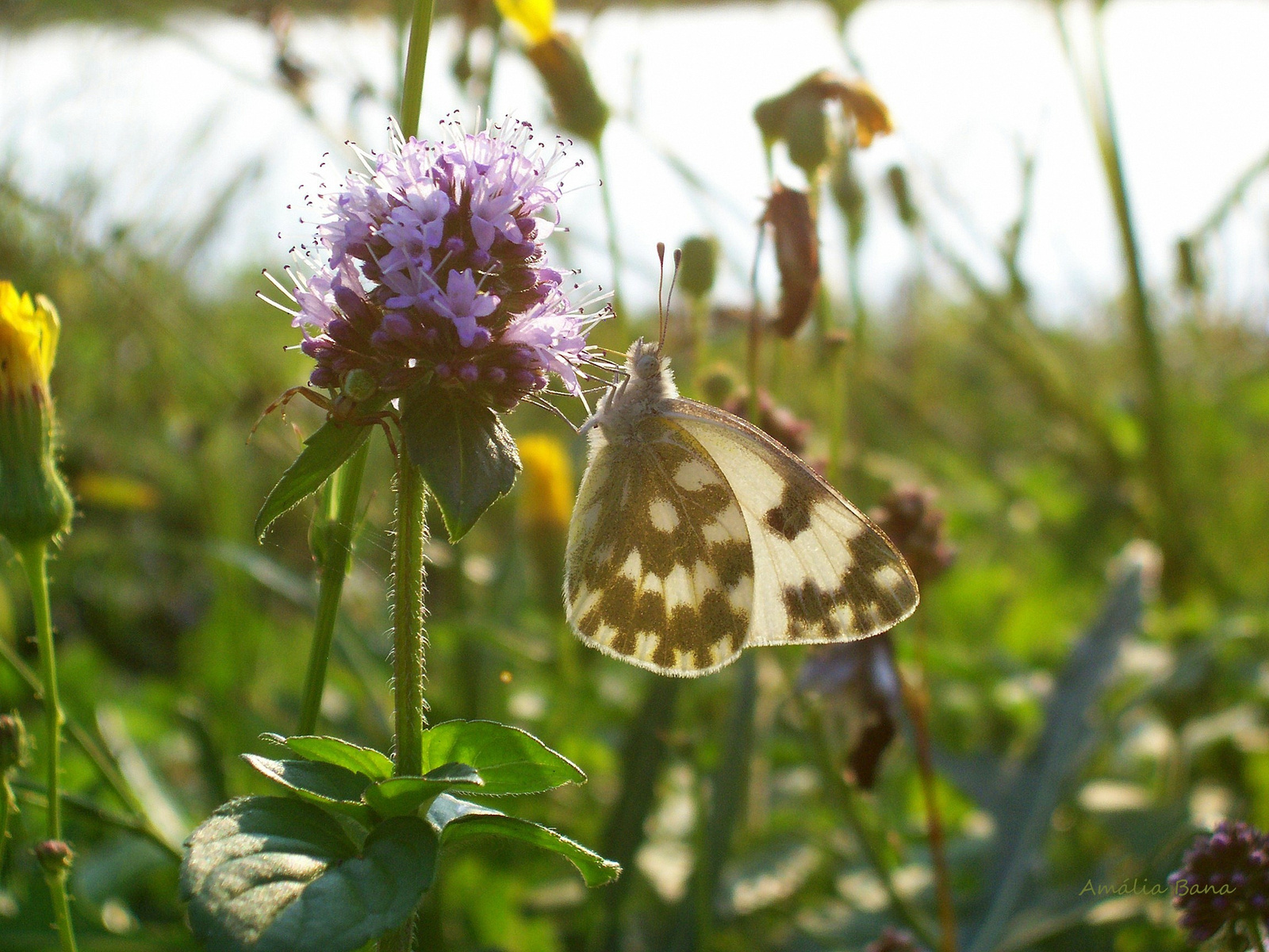 Rezedalepke (pontia daplidice)