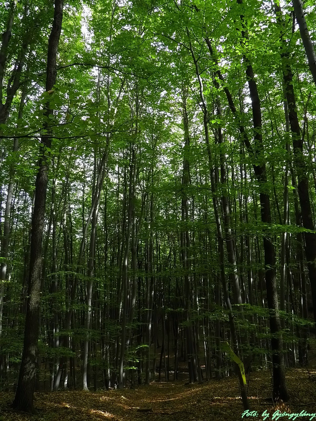 az erdőben